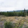20180907_0580_Norwegen_Waldbewirtschaftung_KLF