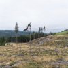 20180907_0582_Norwegen_Waldbewirtschaftung_KLF